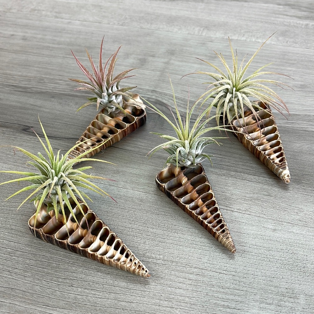 🔆AIR PLANT BUDDY🔆 WITH REAL SEA SHELL HAND MADE AND UNIQUE - Picture 13 of 13